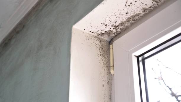 Best Bathroom Mold Remediation in Amherst, WI