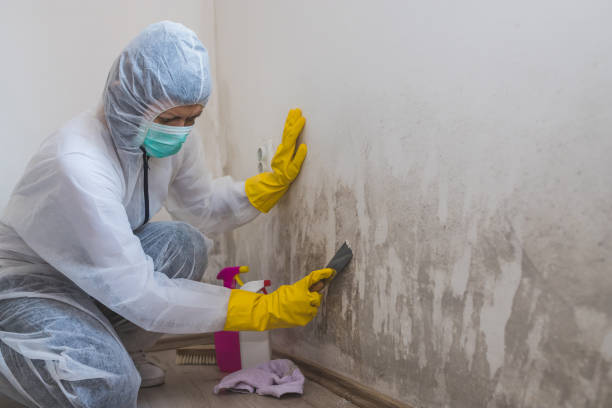 Best White Mold Remediation in Amherst, WI
