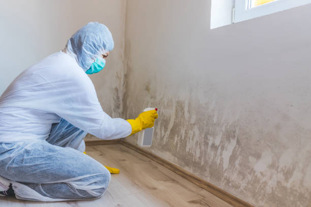 Best Black Mold Remediation in Amherst, WI