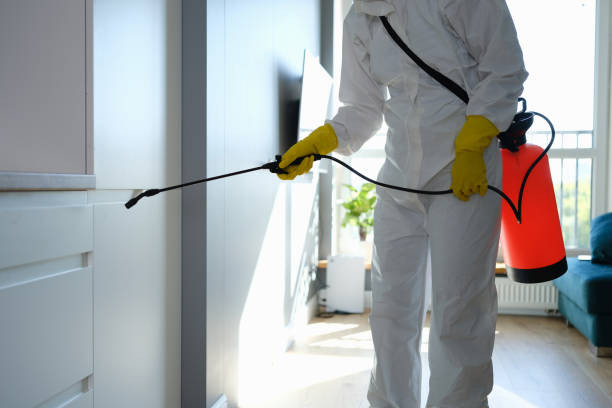 Best Basement Mold Remediation in Amherst, WI