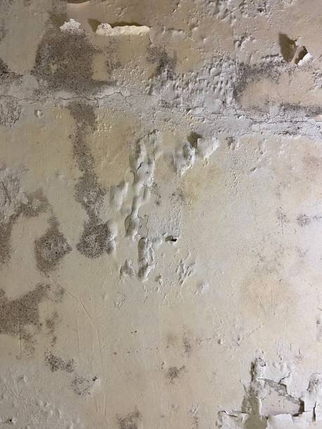 Best Insurance-Related Mold Remediation in Amherst, WI