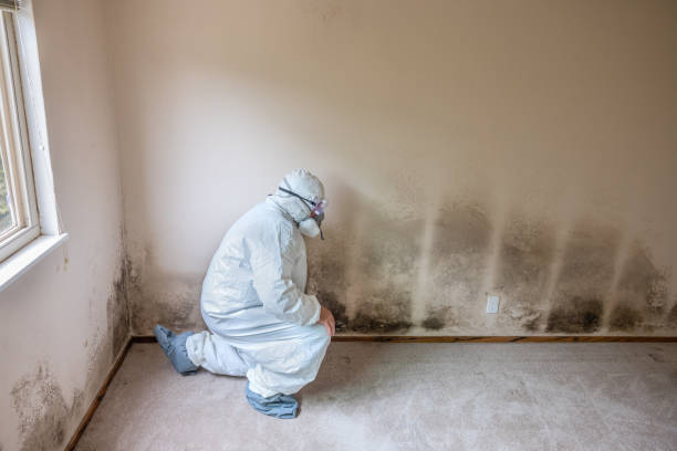 Best Post-Flood Mold Remediation in Amherst, WI