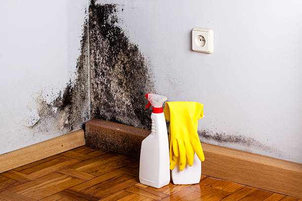 Reliable Amherst, WI Mold Remediation Solutions
