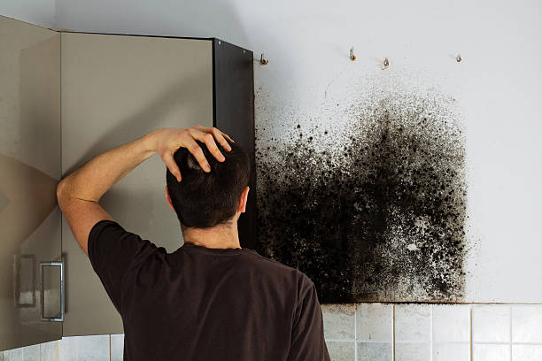  Amherst, WI Mold Removal Pros