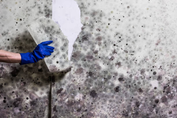 Best Commercial Mold Remediation in Amherst, WI